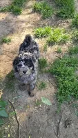 Skylark  mini , a female Miniature Goldendoodle for sale in Rockford, IL – 10 of 10