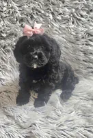 Molly f1b, a female Cavapom for sale in Rockford, IL – 3 of 10