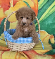 Prince, a male Poodle - Toy  for sale in Rockford, IL – Photo 9 of 10