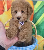 Prince, a male Poodle - Toy  for sale in Rockford, IL – Photo 2 of 10
