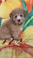 Prince, a male Poodle - Toy  for sale in Rockford, IL – Photo 8 of 10
