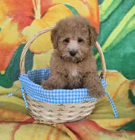 Prince, a male Poodle - Toy  for sale in Rockford, IL – Photo 7 of 10