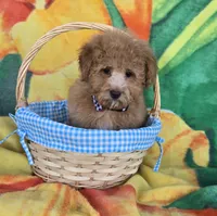 Prince, a male Poodle - Toy  for sale in Rockford, IL – Photo 5 of 10