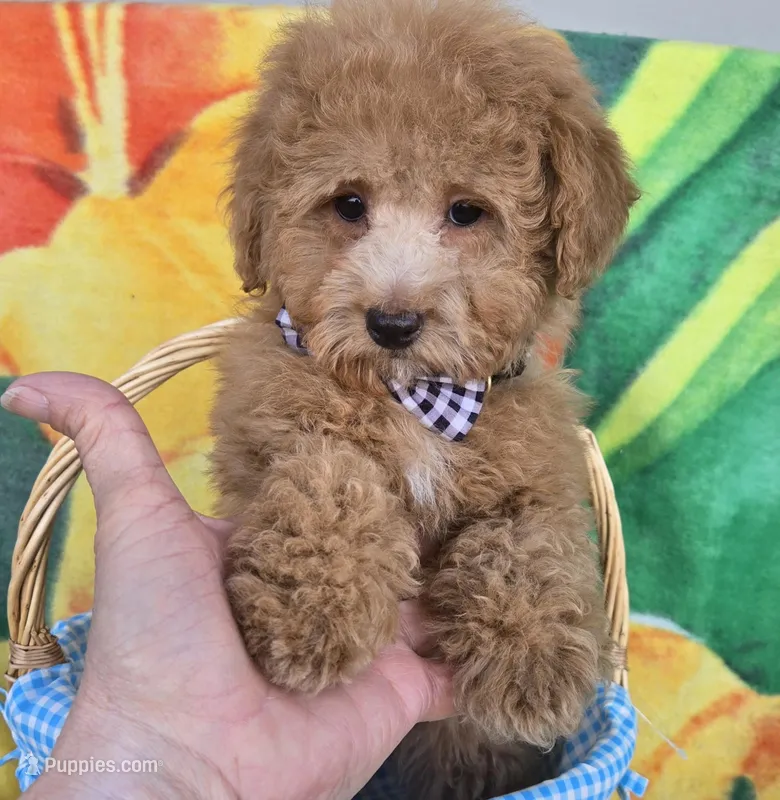 Prince – Poodle - Toy  puppy for sale in Rockford, IL