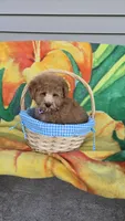 Prince, a male Poodle - Toy  for sale in Rockford, IL – Photo 10 of 10