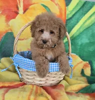 Prince, a male Poodle - Toy  for sale in Rockford, IL – Photo 6 of 10