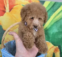 Prince, a male Poodle - Toy  for sale in Rockford, IL – Photo 3 of 10