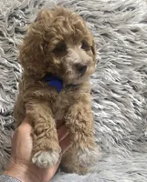 Bandit , a male Cavapoo for sale in Rockford, IL – 2 of 9