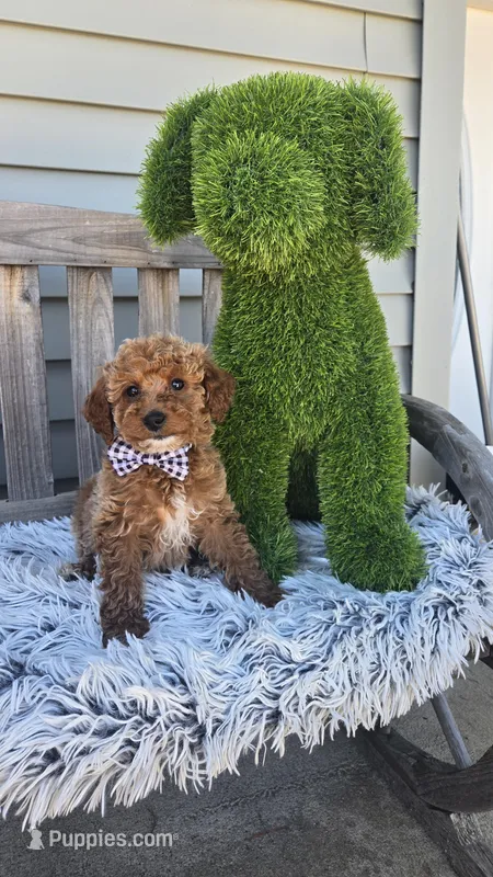 Payton mini f1b – Miniature Goldendoodle puppy for sale in Rockford, IL