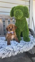 Payton mini f1b, a male Miniature Goldendoodle for sale in Rockford, IL – Photo 1 of 9