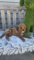 Payton mini f1b, a male Miniature Goldendoodle for sale in Rockford, IL – Photo 8 of 9