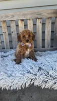 Payton mini f1b, a male Miniature Goldendoodle for sale in Rockford, IL – Photo 3 of 9