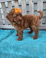 Autumn f1b mini, a female Miniature Goldendoodle for sale in Rockford, IL – 6 of 9