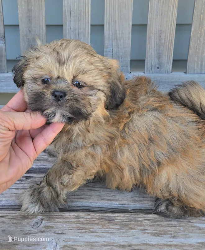 Yoda – Shih Tzu puppy for sale in Rockford, IL