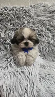 Romeo , a male Shih Tzu for sale in Rockford, IL – 9 of 9