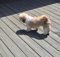 Frankie, a female Shih Tzu for sale in Rockford, IL – 5 of 7