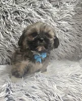 Rudy , a male Shih Tzu for sale in Rockford, IL – 10 of 10