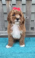 Petunia f1b mini, a female Miniature Goldendoodle for sale in Rockford, IL – 6 of 7
