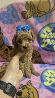 Tinker bell , a female Miniature Goldendoodle for sale in Rockford, IL – 7 of 9