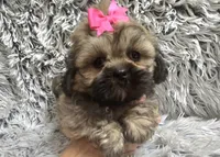 Jewel, a female Shih Tzu for sale in Rockford, IL – 5 of 8