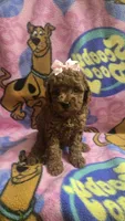 Chloe , a female Miniature Goldendoodle for sale in Rockford, IL – 2 of 8