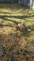 Autumn mini f1b, a female Miniature Goldendoodle for sale in Rockford, IL – 5 of 8