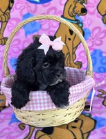 Petunia , a female Shihpoo for sale in Rockford, IL – 4 of 10