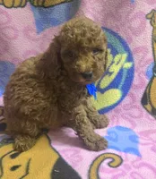 Wrigley micro mini , a male Miniature Goldendoodle for sale in Rockford, IL – 9 of 9
