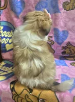 Princess , a female Shih Tzu for sale in Rockford, IL – 5 of 8