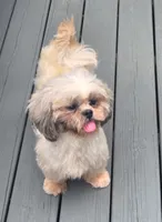 Sassy , a female Shih Tzu for sale in Rockford, IL – 4 of 5