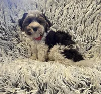 Milo , a male Poodle - Toy  for sale in Rockford, IL – 6 of 9