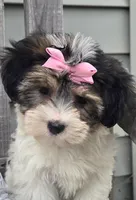 Daisy, a female Morkie for sale in Rockford, IL – 6 of 8