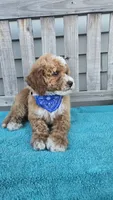 Christian f1b mini, a male Miniature Goldendoodle for sale in Rockford, IL – 7 of 8