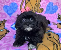 Rosie , a female Shihpoo for sale in Rockford, IL – 4 of 10