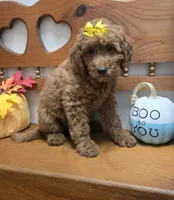 Autumn f1b mini, a female Miniature Goldendoodle for sale in Rockford, IL – 4 of 10