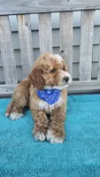 Christian f1b mini, a male Miniature Goldendoodle for sale in Rockford, IL – 8 of 8