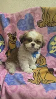Milo, a male Shih Tzu for sale in Rockford, IL – 6 of 10