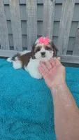 Ruby , a female Mal Shi for sale in Rockford, IL – 2 of 5