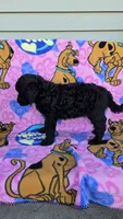 Max mini, a male Miniature Goldendoodle for sale in Rockford, IL – 5 of 9