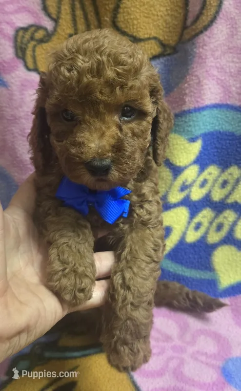Wrigley micro mini  – Miniature Goldendoodle puppy for sale in Rockford, IL