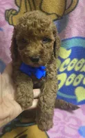 Wrigley micro mini , a male Miniature Goldendoodle for sale in Rockford, IL – 4 of 9