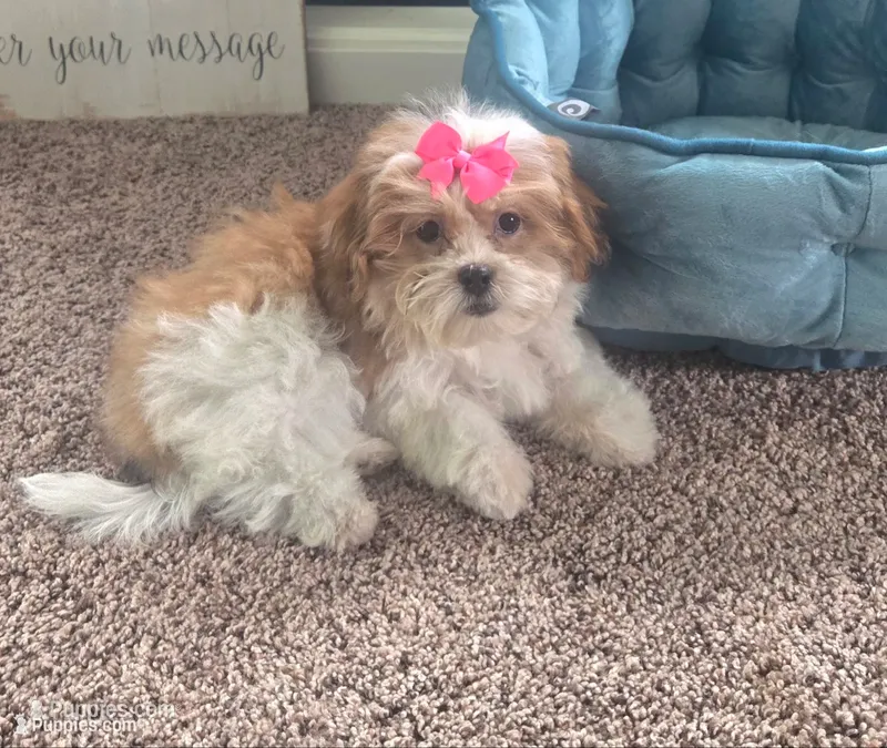 Tinker bell  – Mal Shi puppy for sale in Rockford, IL