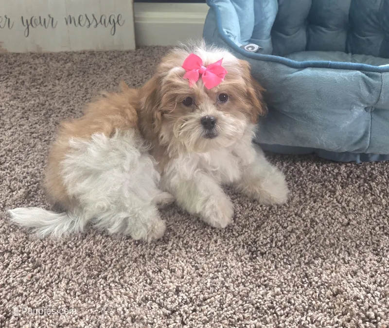 Tinker bell  – Mal Shi puppy for sale in Rockford, IL