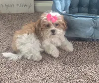 Tinker bell , a female Mal Shi for sale in Rockford, IL – 2 of 8
