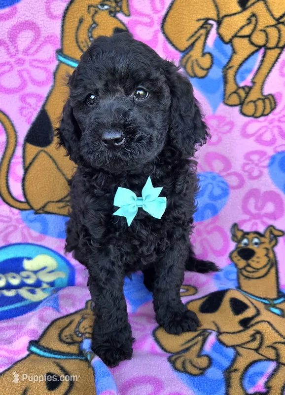 Max mini – Miniature Goldendoodle puppy for sale in Rockford, IL