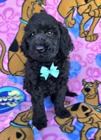 Max mini, a male Miniature Goldendoodle for sale in Rockford, IL – 1 of 9