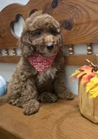 Christian f1b mini, a male Miniature Goldendoodle for sale in Rockford, IL – 5 of 10