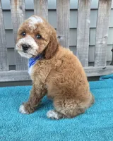 Christian f1b mini, a male Miniature Goldendoodle for sale in Rockford, IL – 4 of 8