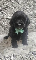 Max f1b, a male Cavapoo for sale in Rockford, IL – 4 of 10