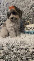 Molly, a female Poodle - Toy  for sale in Rockford, IL – 8 of 9